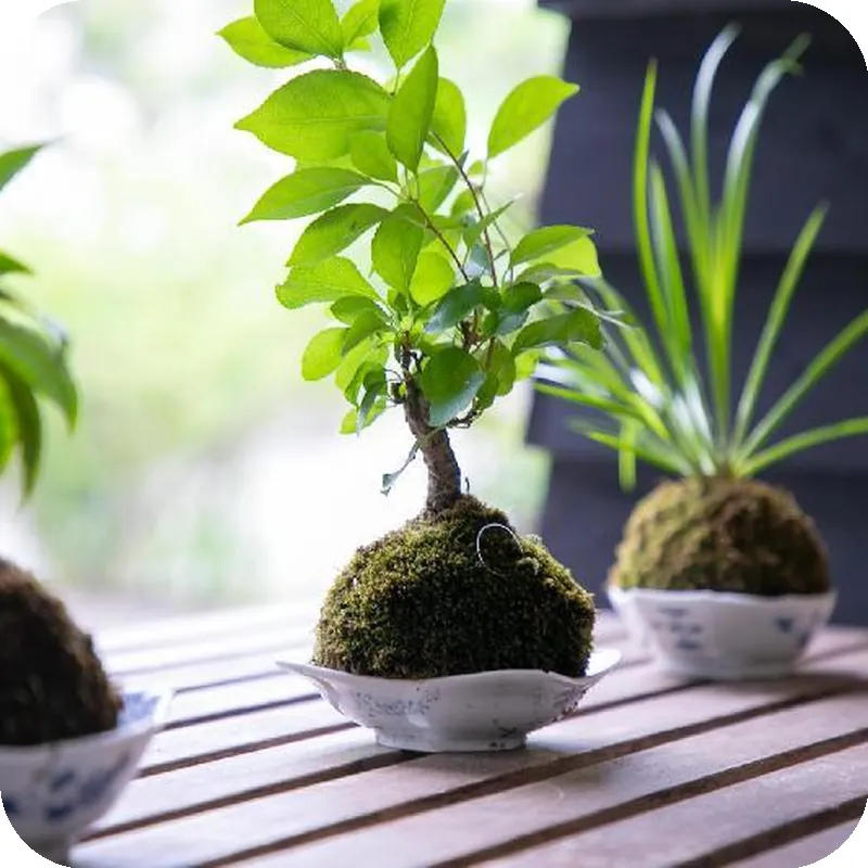 Yufuin Bath Satoyamasafu hotel facilities