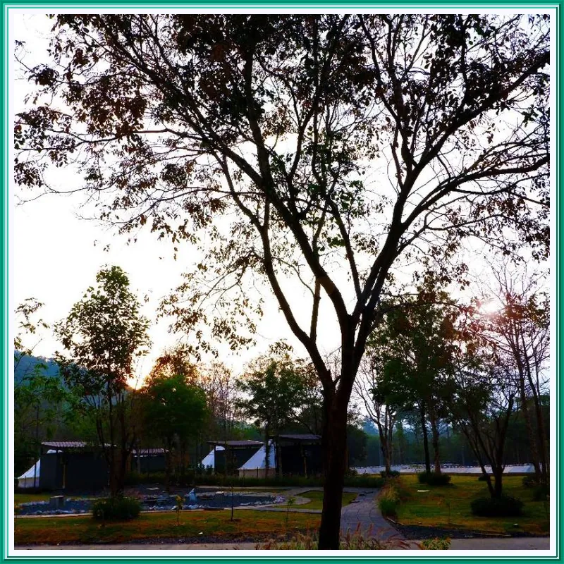 The Wild Khao Yai hotel view