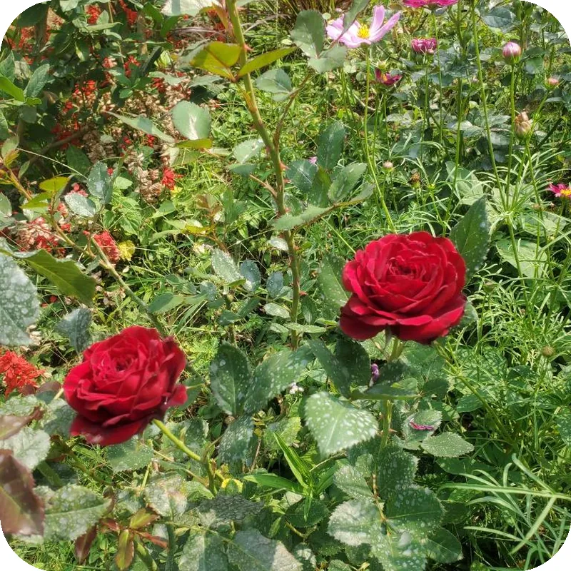 Camelliana Horizon Pongyang 호텔 이미지